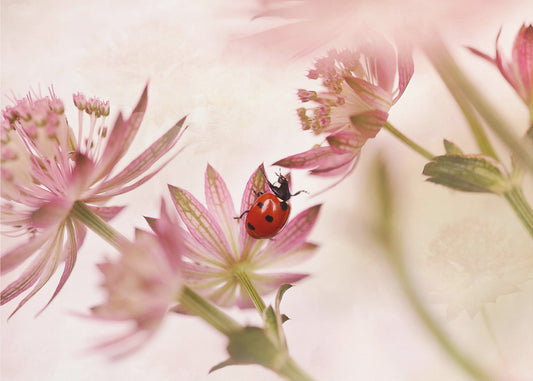 Lieveheersbeestje en roze bloemen | Canvas