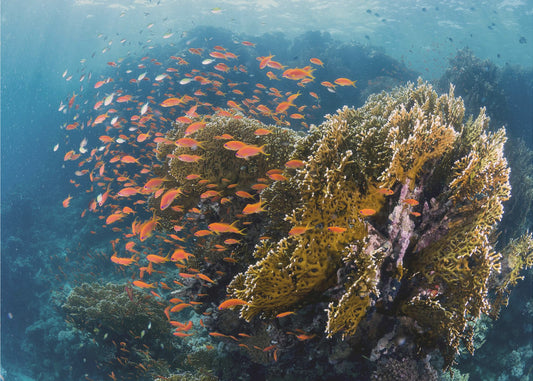 Reefscape | Behang