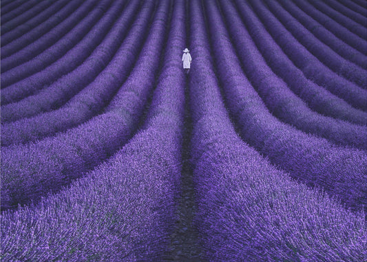 ZIJ | Canvas