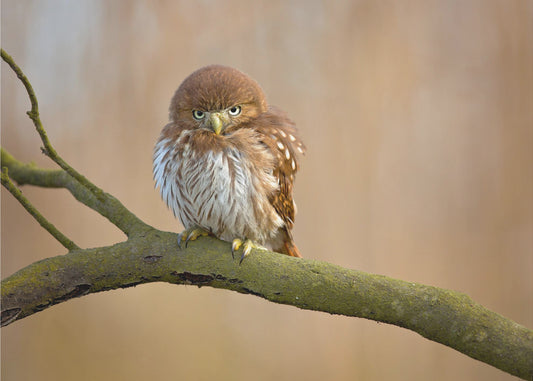 Ferruginous pygmy owl | Poster