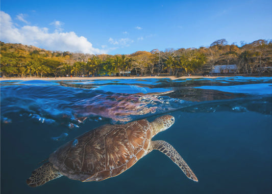 Groene schildpad - Zeeschildpad | Achtergrond