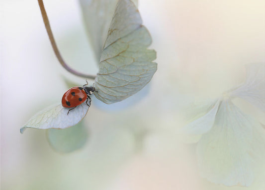 Lieveheersbeestje op blauwgroene hortensia | Behang