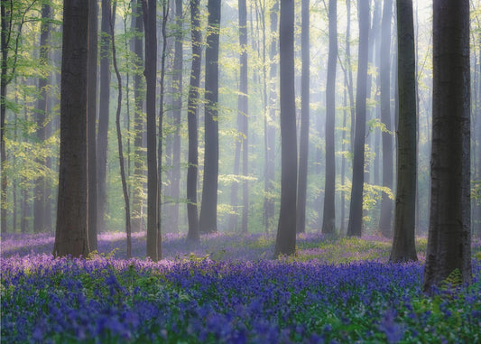 Blauwe klokjes | Canvas