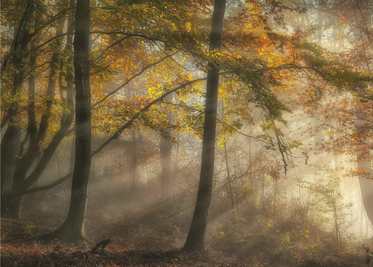 De lichten van het bos | Behang