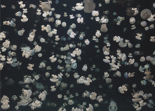 Just some Jellies | Poster