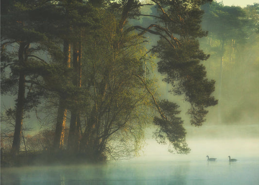 Hollands ven | Canvas