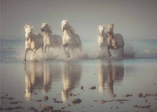 Camargue-paarden | Achtergrond