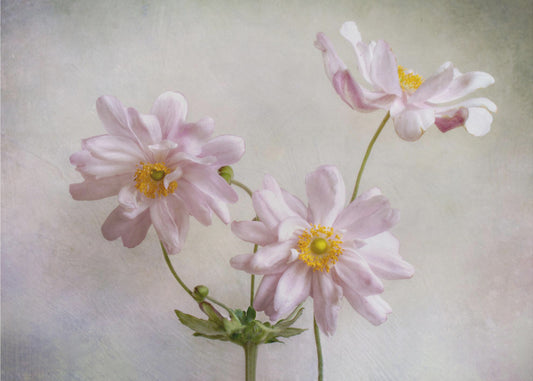 Anemonen | Canvas