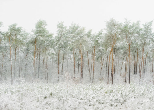 Snow world | Poster