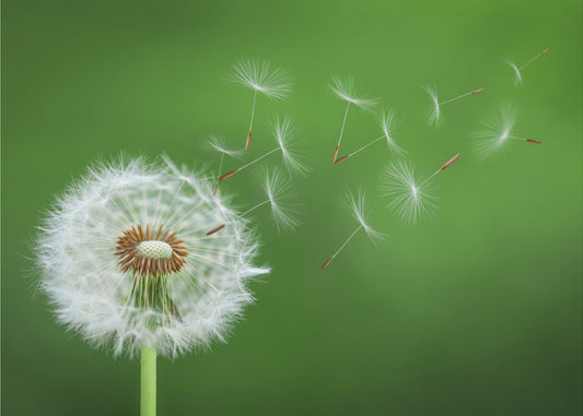 Paardenbloem waait | Canvas