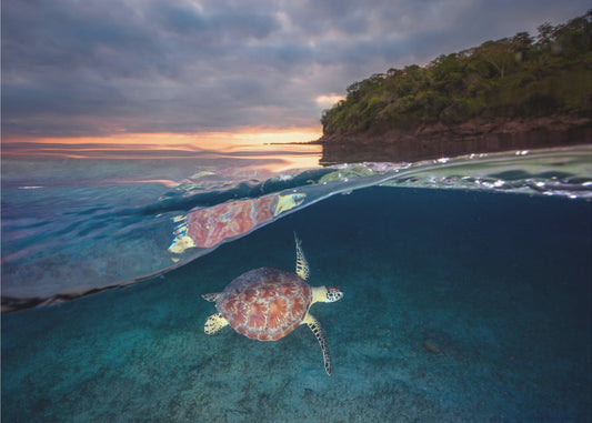 Groene schildpad met zonsondergang | Behang