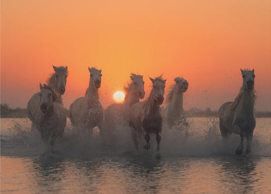 Zonsondergang in de Camargue | Poster