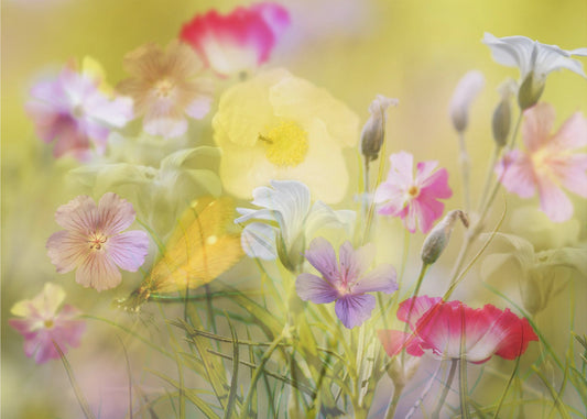 Kleine tuin in een zomerveld | Canvas