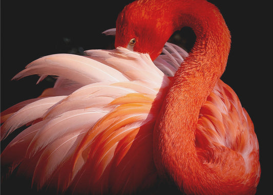 flamingo | Canvas