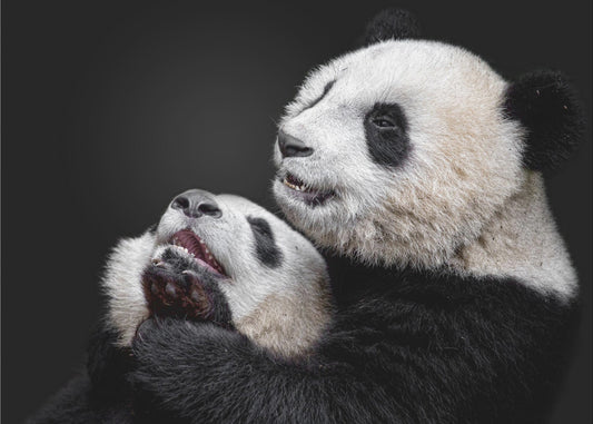 Panda's | Canvas