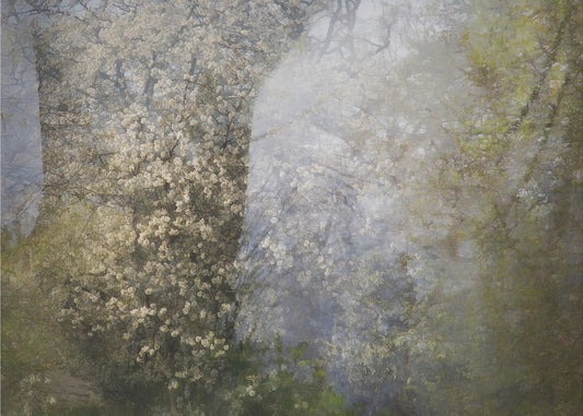 Bloesem | Canvas
