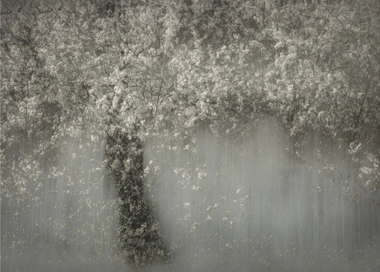 Witte bloesem | Poster