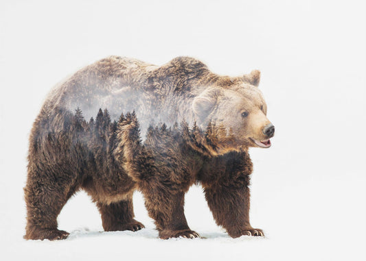 Bear | Poster