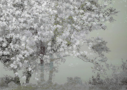 Spring | Canvas
