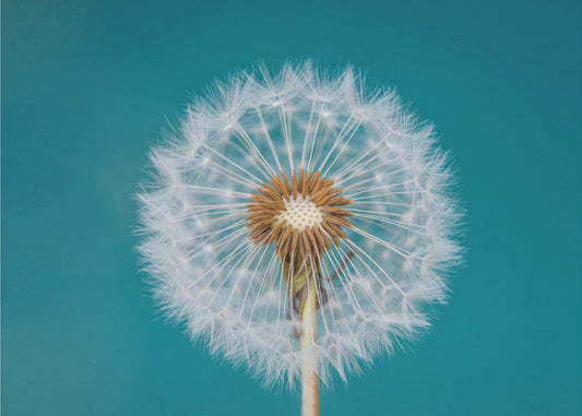 Paardenbloem | Canvas