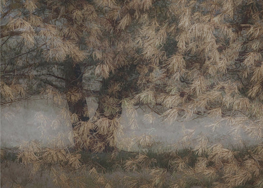 Pijnboom | Canvas