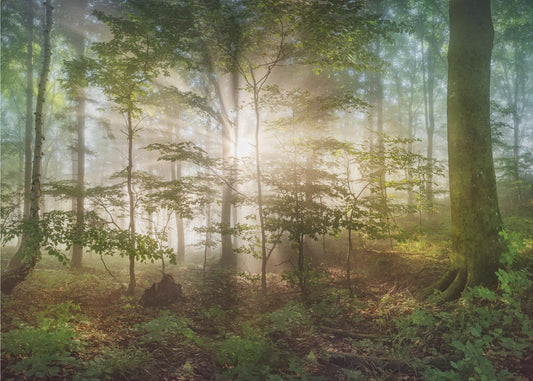 ochtendzon | Canvas
