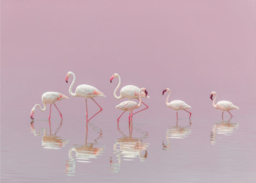 Flamingos | Poster