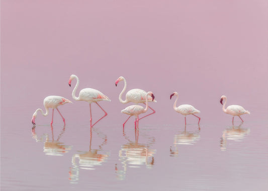 Flamingo's | Canvas