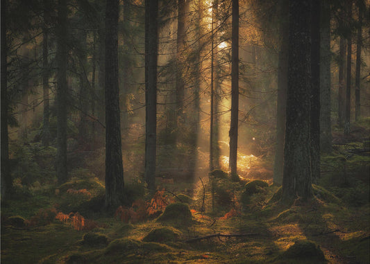 Het licht in het bos | Behang