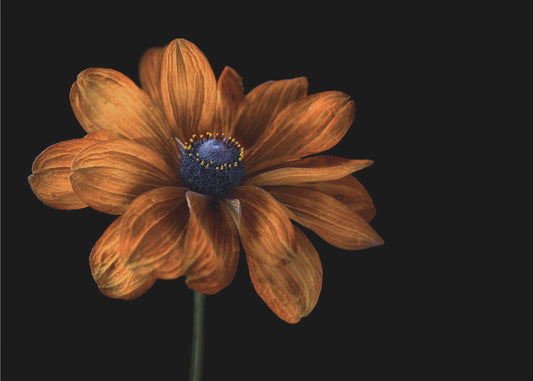 Rudbeckia | Poster
