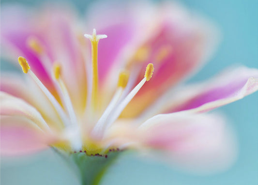 Lewisia | Canvas