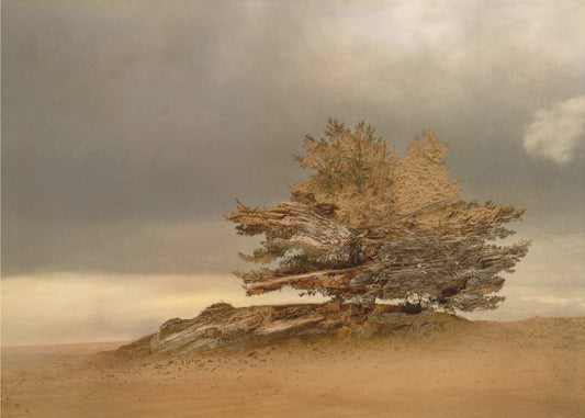 Dennen en duinen | Canvas