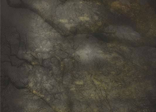 Oud bos | Canvas