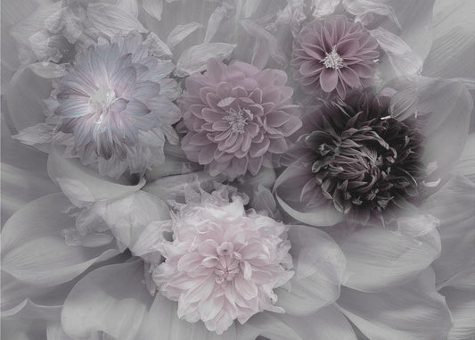 Dahlia droom | Canvas