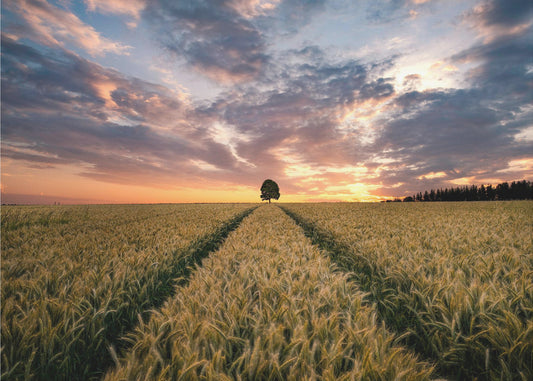 Veld van dromen | Behang
