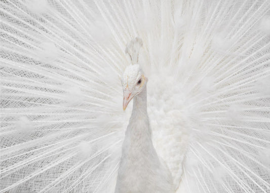 Prachtige Witte | Behang