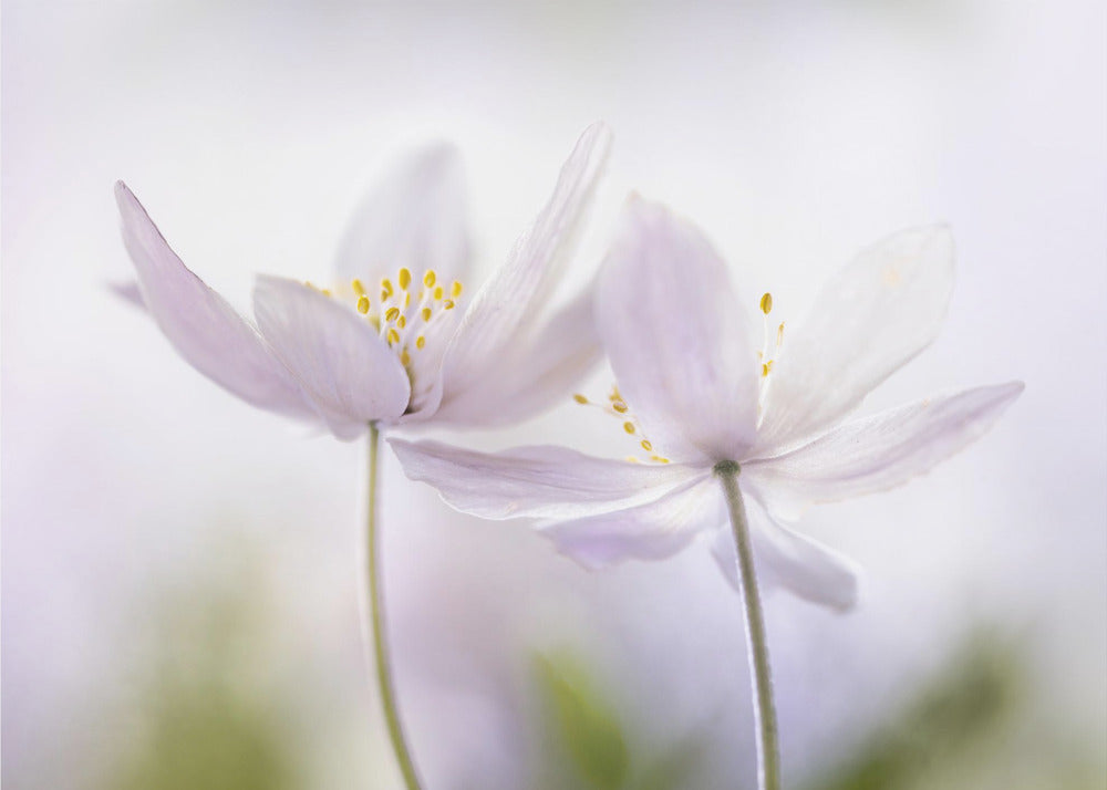 ~Nemorosa~ | Canvas