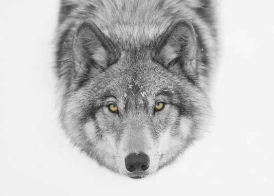 Gele ogen - Timber Wolf | Canvas