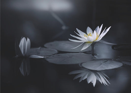 Reflection | Canvas