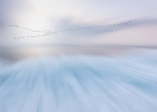 overvliegen | Canvas