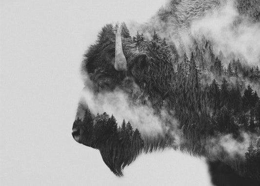 Bison | Wallpaper