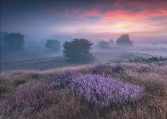 "de kleuren van heide" | Behang