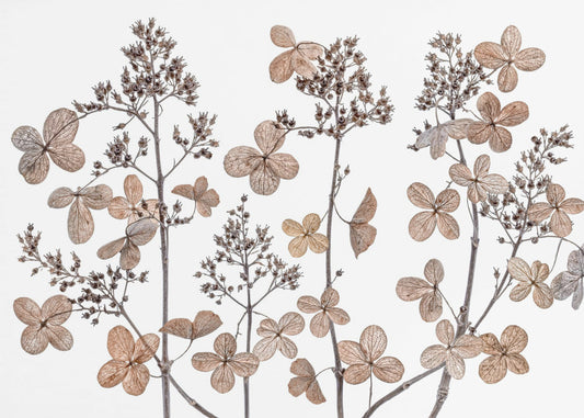 Hortensia paniculata | Poster