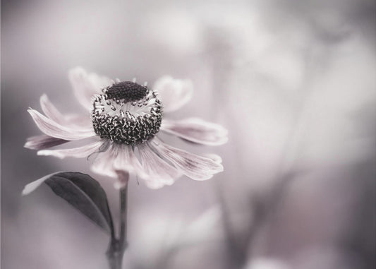 Helenium | Canvas