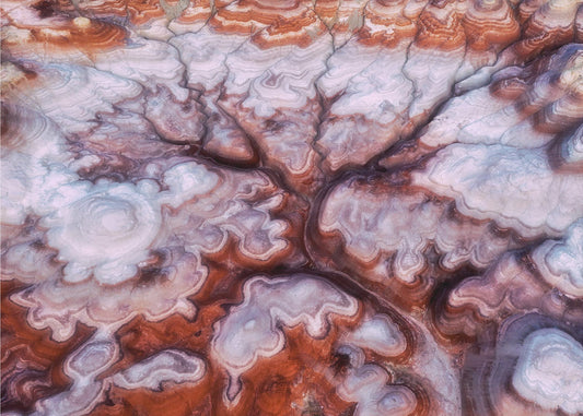 A Tree in the Desert | Canvas