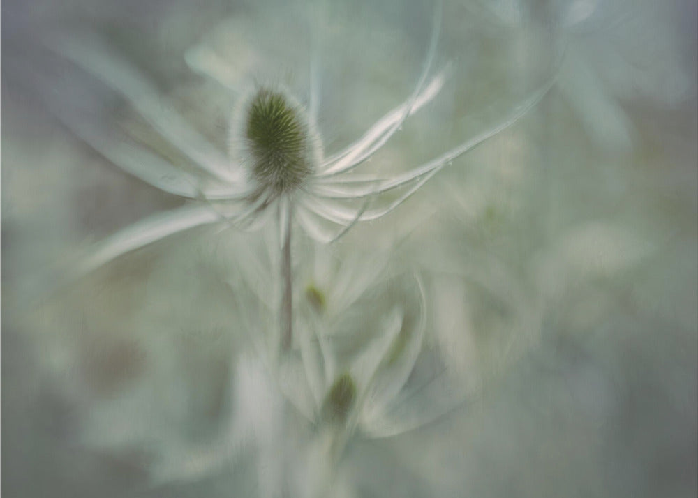 Kaardebol | Canvas