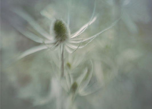 Kaardebol | Canvas