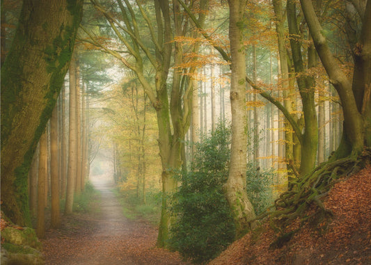 Following Fog | Poster