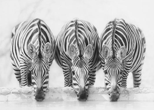Zebra's | Poster