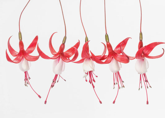Fuchsia | Poster